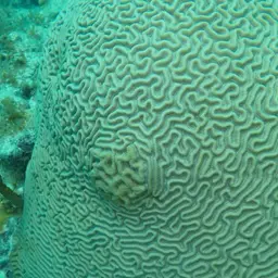 Brain Coral, photo 4