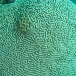 Brain Coral, photo 5