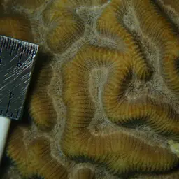 Brain Coral, photo 6