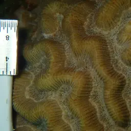 Brain Coral, photo 7