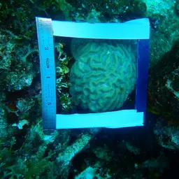 Brain Coral, photo 8