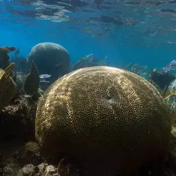 Brain Coral, photo 9
