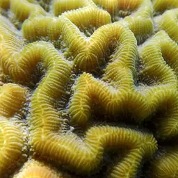 Brain Coral, photo 10
