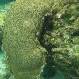 Brain Coral, photo 11