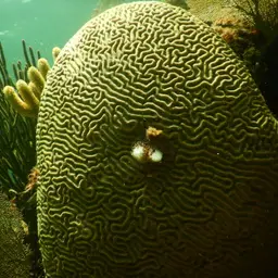 Brain Coral, photo 12