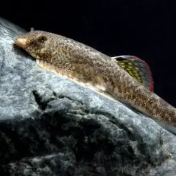 Chinese Hillstream Loach