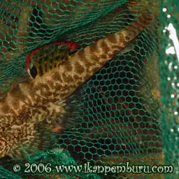 Chinese Hillstream Loach, photo 2