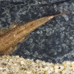 Chinese Hillstream Loach, photo 3