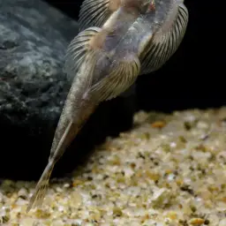 Chinese Hillstream Loach, photo 4