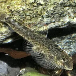Chinese Hillstream Loach, photo 5