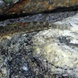Chinese Hillstream Loach, photo 6