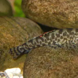 Chinese Hillstream Loach, photo 7