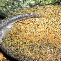 Chinese Hillstream Loach, photo 8