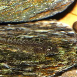 Chinese Hillstream Loach, photo 9