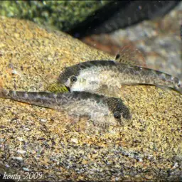 Chinese Hillstream Loach, photo 10