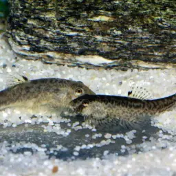 Chinese Hillstream Loach, photo 11