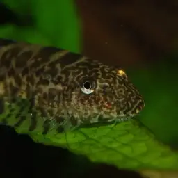 Chinese Hillstream Loach, photo 12