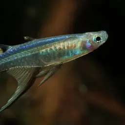 Blueback Blue-eye