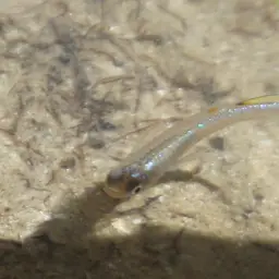 Blueback Blue-eye, photo 2
