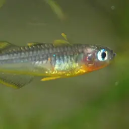 Forktail Blue-eye, photo 2