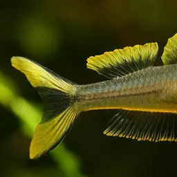 Forktail Blue-eye, photo 4