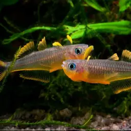 Forktail Blue-eye, photo 5