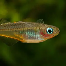 Forktail Blue-eye, photo 6