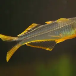 Forktail Blue-eye, photo 7