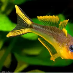 Forktail Blue-eye, photo 9