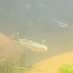 Forktail Blue-eye, photo 11