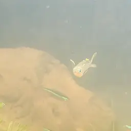 Forktail Blue-eye, photo 12
