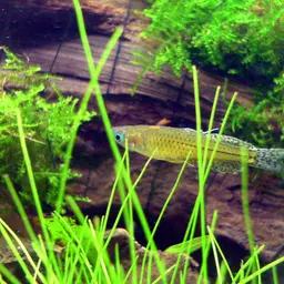 Gertrude Spotted Blue Eye Rainbowfish