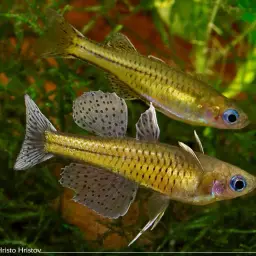 Gertrude Spotted Blue Eye Rainbowfish, photo 2