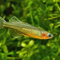 Gertrude Spotted Blue Eye Rainbowfish, photo 3