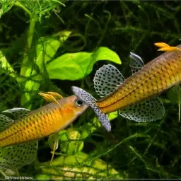 Gertrude Spotted Blue Eye Rainbowfish, photo 4