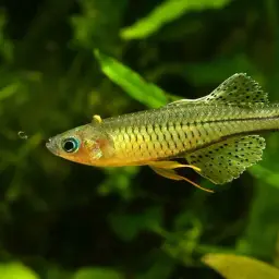 Gertrude Spotted Blue Eye Rainbowfish, photo 5