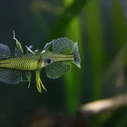 Gertrude Spotted Blue Eye Rainbowfish, photo 6