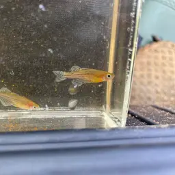 Gertrude Spotted Blue Eye Rainbowfish, photo 7