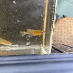 Gertrude Spotted Blue Eye Rainbowfish, photo 8