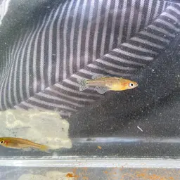 Gertrude Spotted Blue Eye Rainbowfish, photo 9