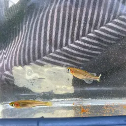 Gertrude Spotted Blue Eye Rainbowfish, photo 10