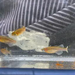 Gertrude Spotted Blue Eye Rainbowfish, photo 11