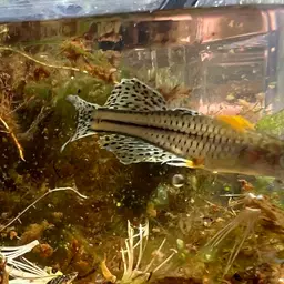 Gertrude Spotted Blue Eye Rainbowfish, photo 12