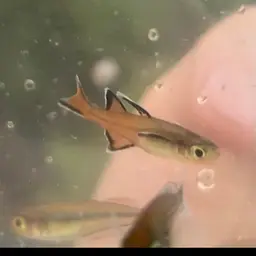 Honey Blue-eye