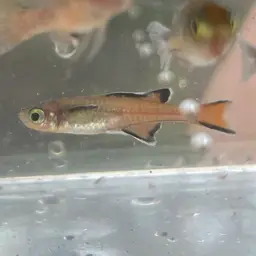 Honey Blue-eye, photo 2