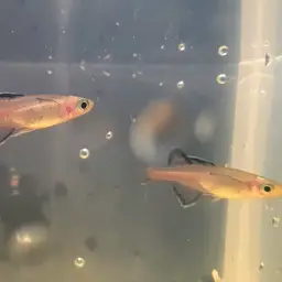 Honey Blue-eye, photo 3