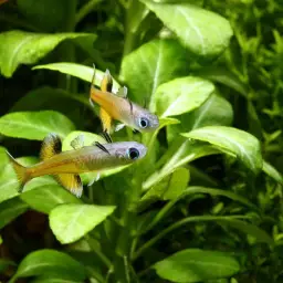 Australian Blue-eye