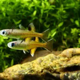 Australian Blue-eye, photo 3