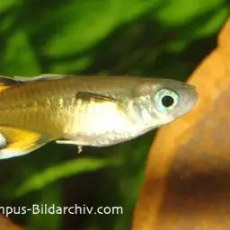 Australian Blue-eye, photo 4