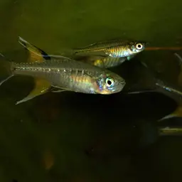 Australian Blue-eye, photo 5